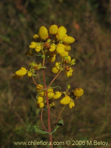 Image of Calceolaria integrifolia (). Click to enlarge parts of image.