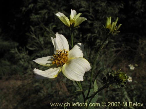 Image of Bidens aurea (Falso Te). Click to enlarge parts of image.