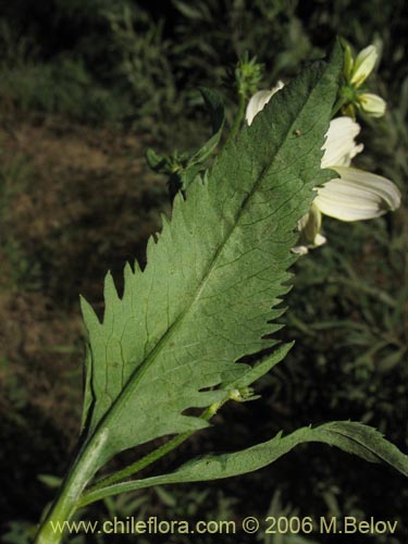 Image of Bidens aurea (Falso Te). Click to enlarge parts of image.