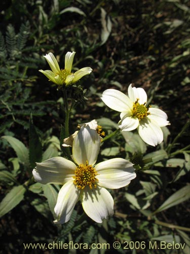 Фотография Bidens aurea (Falso Te). Щелкните, чтобы увеличить вырез.