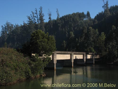 An image of railway bridge on the Pacific coast near Lota.