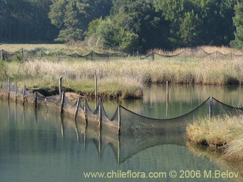 An image of water property fenced off with nets, near Lota, Chile.