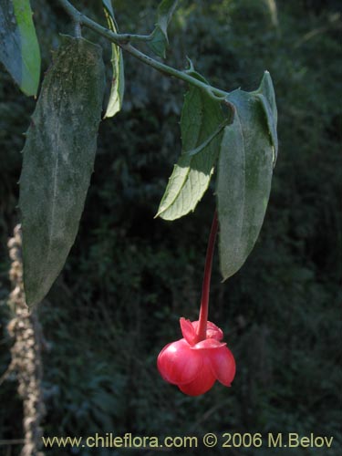 Imágen de Berberidopsis corallina (Michay rojo). Haga un clic para aumentar parte de imágen.