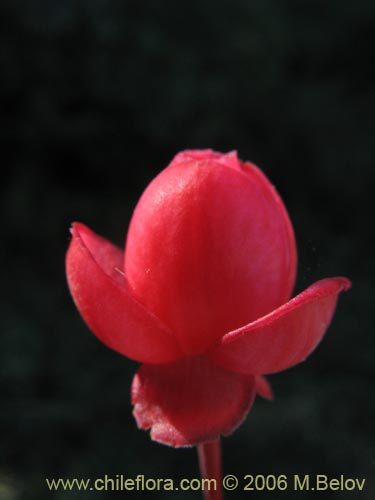 Image of Berberidopsis corallina (Michay rojo). Click to enlarge parts of image.