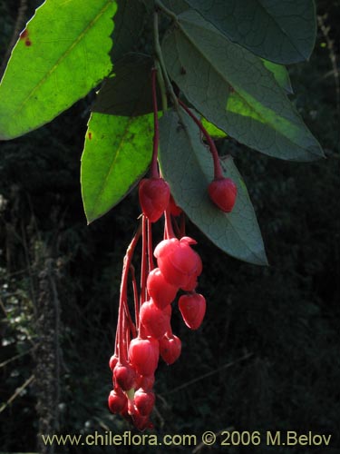 Image of Berberidopsis corallina (Michay rojo). Click to enlarge parts of image.