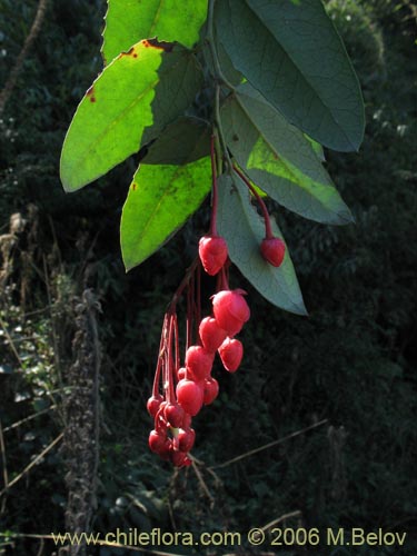 Image of Berberidopsis corallina (Michay rojo). Click to enlarge parts of image.