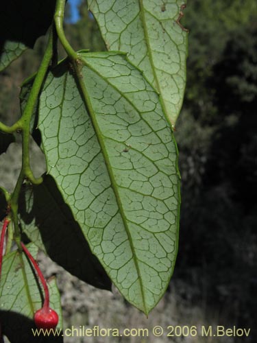 Imágen de Berberidopsis corallina (Michay rojo). Haga un clic para aumentar parte de imágen.