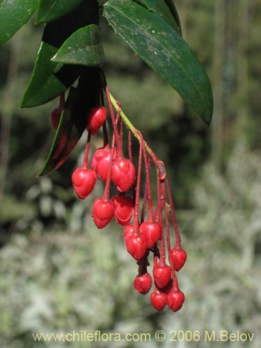 Imágen de Berberidopsis corallina (Michay rojo). Haga un clic para aumentar parte de imágen.