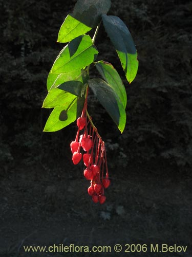 Image of Berberidopsis corallina (Michay rojo). Click to enlarge parts of image.