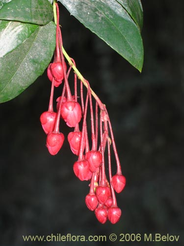 Imágen de Berberidopsis corallina (Michay rojo). Haga un clic para aumentar parte de imágen.