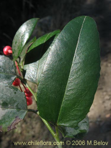 Bild von Berberidopsis corallina (Michay rojo). Klicken Sie, um den Ausschnitt zu vergrössern.