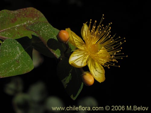 Image of Hypericum androsaemum (Toda buena / Toda santa / Androsema). Click to enlarge parts of image.