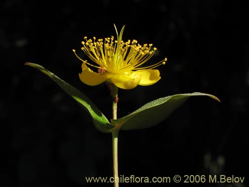 Image of Hypericum androsaemum (Toda buena / Toda santa / Androsema). Click to enlarge parts of image.