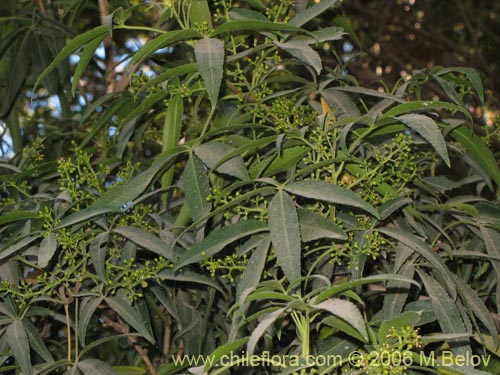 Bild von Pseudopanax laetevirens (Traumén, sauco del diablo). Klicken Sie, um den Ausschnitt zu vergrössern.