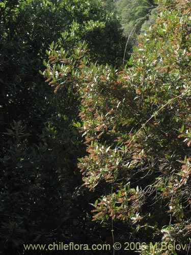 Imágen de Weinmannia trichosperma (Tineo / Palo santo). Haga un clic para aumentar parte de imágen.