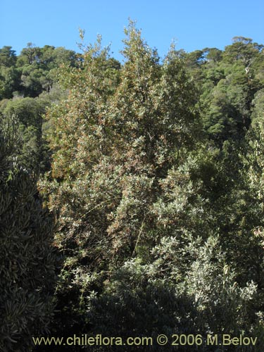 Imágen de Weinmannia trichosperma (Tineo / Palo santo). Haga un clic para aumentar parte de imágen.