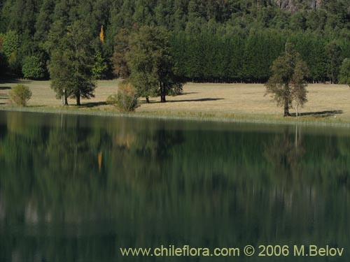 Image of a shoreline of a lake on a very calm morning, with a couple of trees.