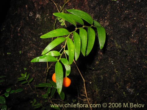 Image of Luzuriaga radicans (Quilineja / Coral / Azahar). Click to enlarge parts of image.