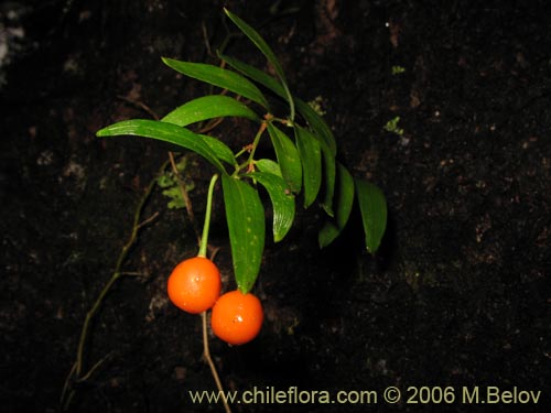 Image of Luzuriaga radicans (Quilineja / Coral / Azahar). Click to enlarge parts of image.