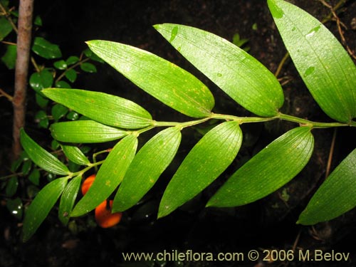 Image of Luzuriaga radicans (Quilineja / Coral / Azahar). Click to enlarge parts of image.