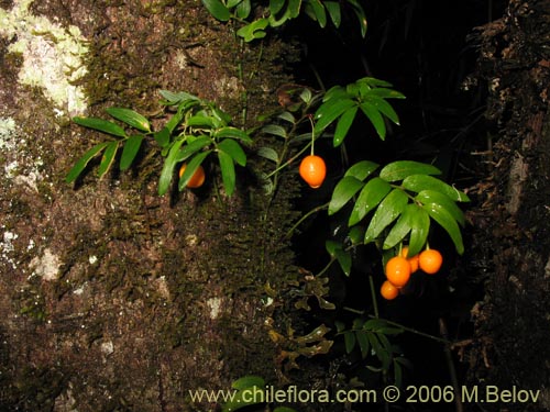 Image of Luzuriaga radicans (Quilineja / Coral / Azahar). Click to enlarge parts of image.