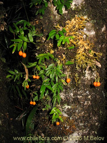 Image of Luzuriaga radicans (Quilineja / Coral / Azahar). Click to enlarge parts of image.