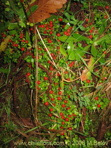 Bild von Nertera granadensis (Rucachucao / Coralito / Quelligüenchucaou). Klicken Sie, um den Ausschnitt zu vergrössern.