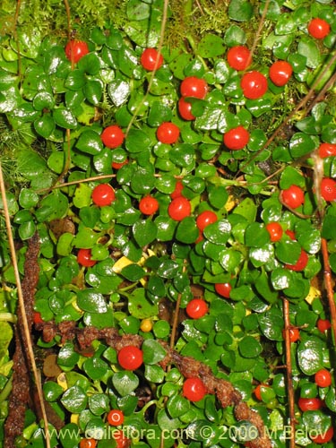 Bild von Nertera granadensis (Rucachucao / Coralito / Quelligüenchucaou). Klicken Sie, um den Ausschnitt zu vergrössern.