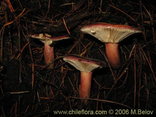 Russula major의 사진