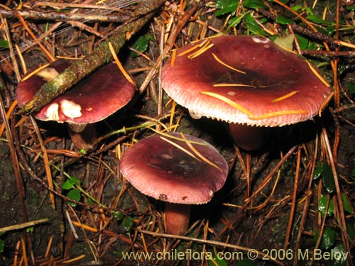 Russula major的照片