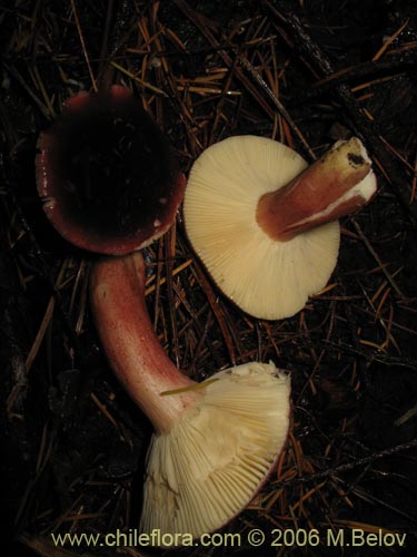 Russula major的照片