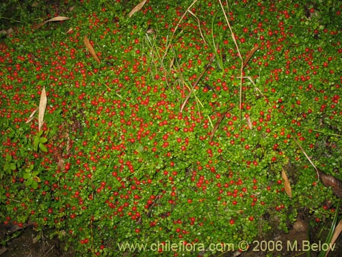 Nertera granadensis의 사진