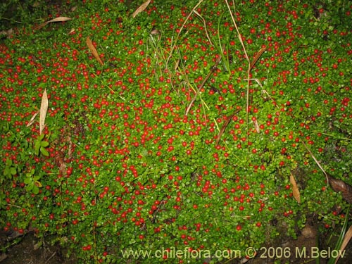 Bild von Nertera granadensis (Rucachucao / Coralito / Quelligüenchucaou). Klicken Sie, um den Ausschnitt zu vergrössern.