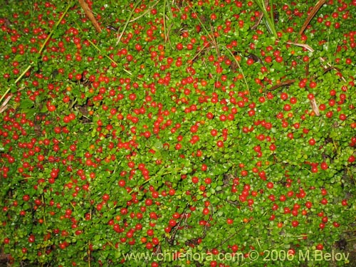 Фотография Nertera granadensis (Rucachucao / Coralito / Quelligüenchucaou). Щелкните, чтобы увеличить вырез.