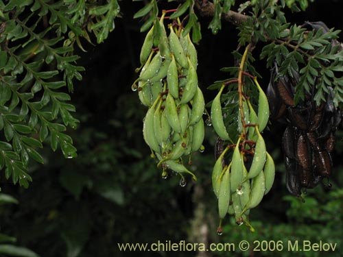 Lomatia ferruginea的照片