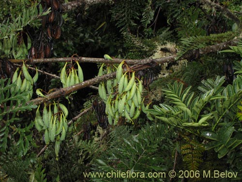 Image of Lomatia ferruginea (Fuinque / Palmilla). Click to enlarge parts of image.