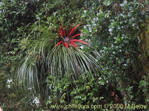 Bild von Fascicularia bicolor (Puñeñe / Chupón / Chupalla). Klicken Sie, um den Ausschnitt zu vergrössern.