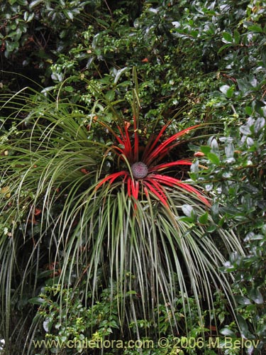 Imágen de Fascicularia bicolor (Puñeñe / Chupón / Chupalla). Haga un clic para aumentar parte de imágen.