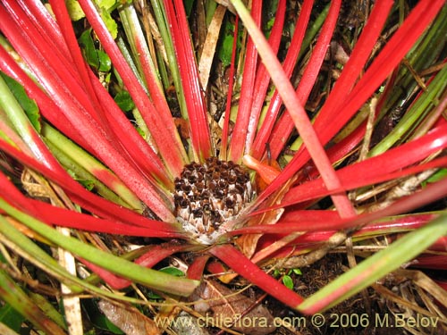 Image of Fascicularia bicolor (Puñeñe / Chupón / Chupalla). Click to enlarge parts of image.