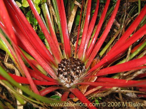 Fascicularia bicolorの写真