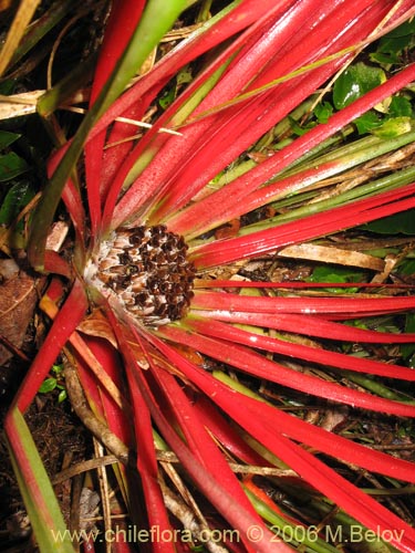 Bild von Fascicularia bicolor (Puñeñe / Chupón / Chupalla). Klicken Sie, um den Ausschnitt zu vergrössern.