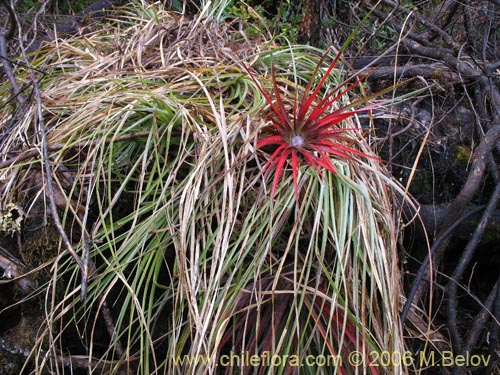 Imágen de Fascicularia bicolor (Puñeñe / Chupón / Chupalla). Haga un clic para aumentar parte de imágen.