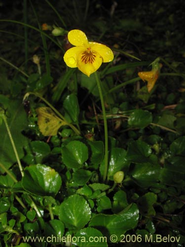 Image of Viola reichei (). Click to enlarge parts of image.