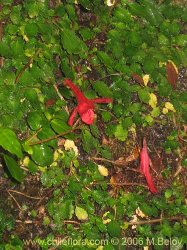 Bild von Asteranthera ovata (Estrellita). Klicken Sie, um den Ausschnitt zu vergrössern.