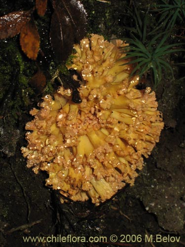 Image of Ramaria flava (Changle). Click to enlarge parts of image.