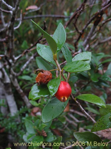 Imágen de Myrceugenia chrysocarpa (Luma blanca / pitrilla). Haga un clic para aumentar parte de imágen.