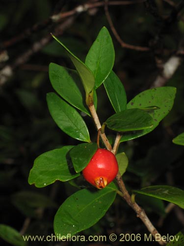 Image of Myrceugenia chrysocarpa (Luma blanca / pitrilla). Click to enlarge parts of image.