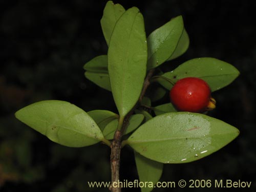 Imágen de Myrceugenia chrysocarpa (Luma blanca / pitrilla). Haga un clic para aumentar parte de imágen.