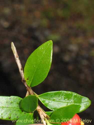 Myrceugenia chrysocarpa的照片