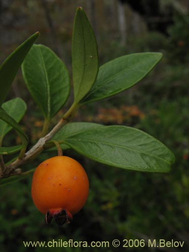 Imágen de Myrceugenia chrysocarpa (Luma blanca / pitrilla). Haga un clic para aumentar parte de imágen.